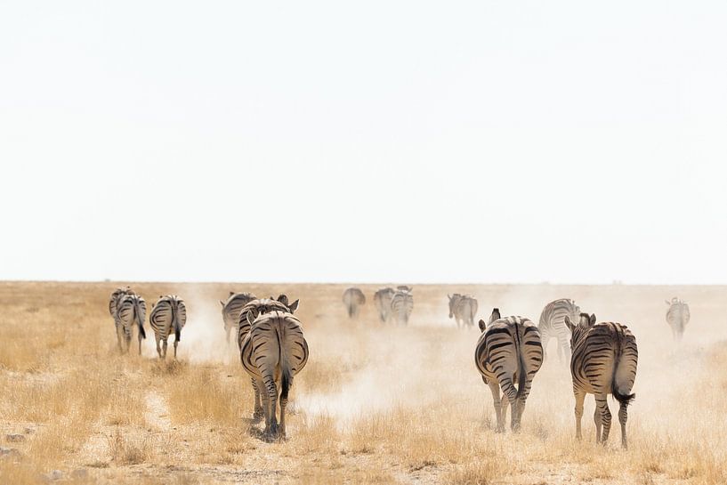 Zebras im Staub, die auf den Horizont zugehen von Simone Janssen