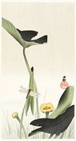 Libelle und Lotos (1900 - 1930) von Ohara Koson