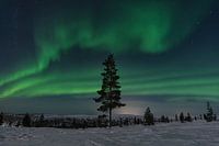 Aurore boréale en Laponie finlandaise. avec un arbre au premier plan.
