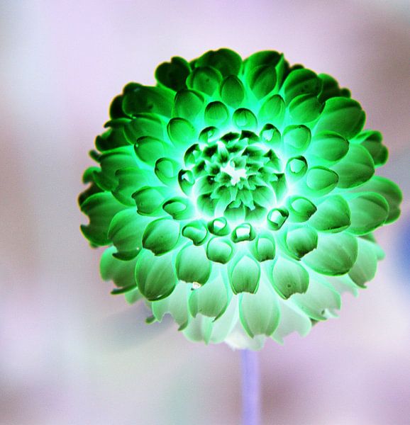 Flower in the rain by Pauli Langbein