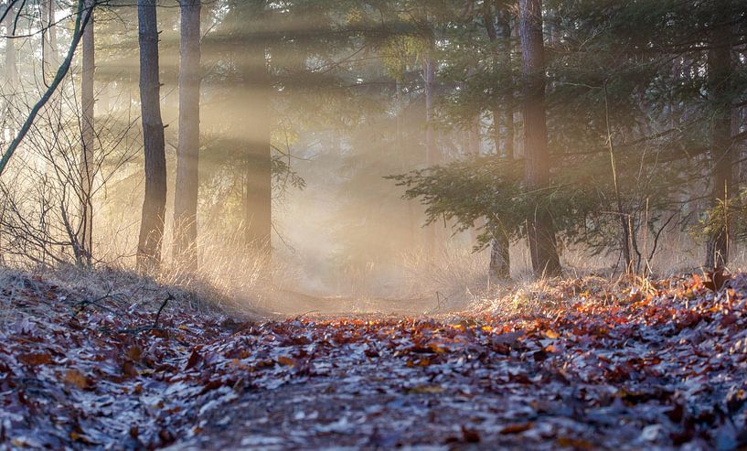 Verlicht pad von Bassie's winkel