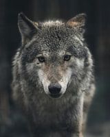 portrait of a wolf