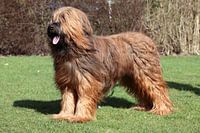 Briard