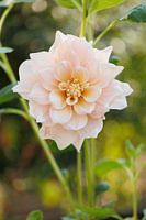 Dahlia Break Out - Bokeh