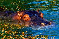 Hippopotamus in water.