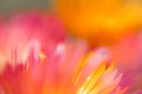 IJsbloemetjes, close-up nr 1