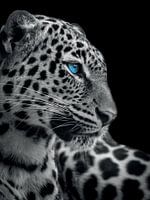 Panther with blue eyes