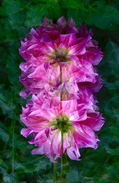 Prächtige Dahlien von Thomas Jäger