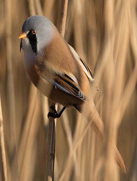 Bearded reedling by Anton Kloof