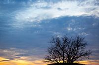 Tree on a hill at sunset