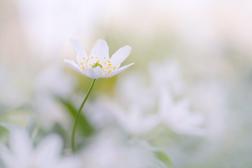 Anémone des bois : fleur de printemps enchanteresse par Moetwil en van Dijk - Fotografie
