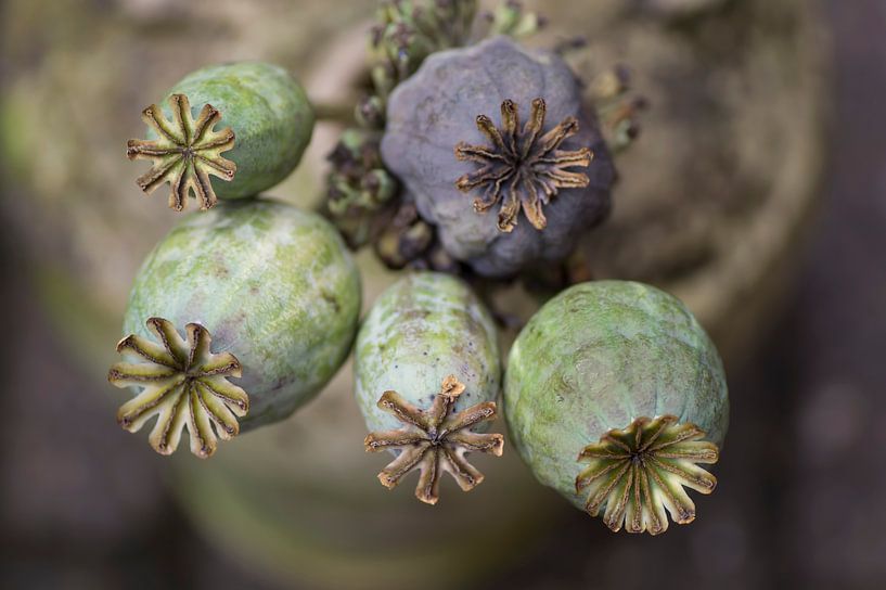 Jug with beautifully coloured seed balls of the poppy by Birgitte Bergman