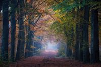 Herbst in den Wäldern von Gasselte und Hemelriekje