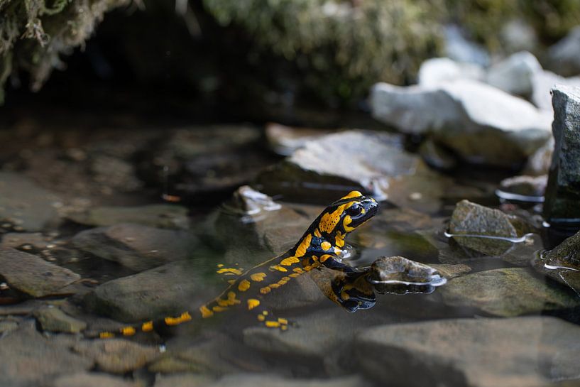 Fire salamander in a mountain stream. by Jiri Viehmann