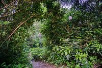 Hidden path in the green