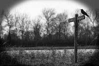 With the raven on the way...