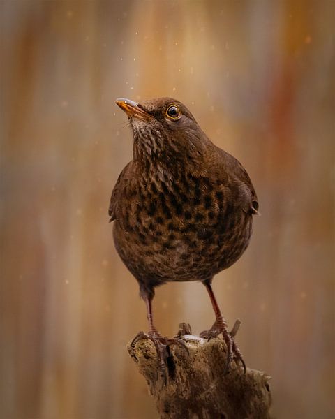 Drossel im Schnee von Maneschijn FOTO