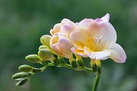 Freesia