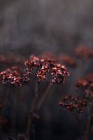 Wunderschöne kupferfarbene verbrauchte Blume | Nahaufnahme Stillleben Naturfotografie