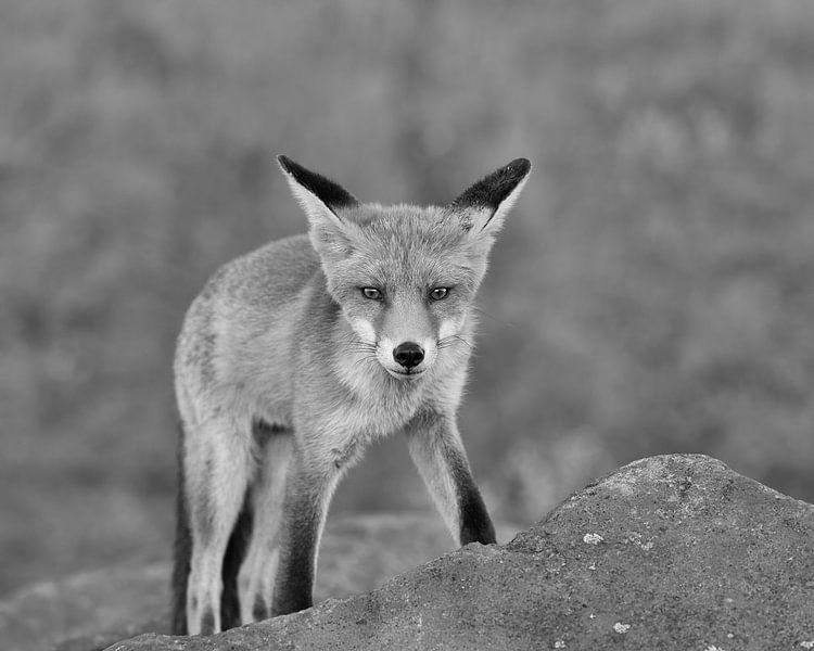 Sur le rocher par Patrick van Bakkum