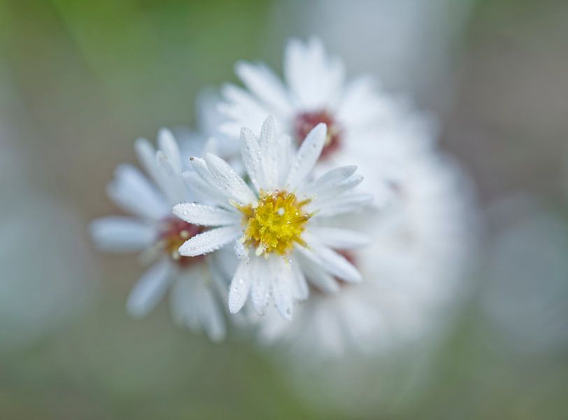 Amerikanische Aster Flower Cluster von Iris Holzer Richardson