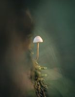A beautiful light mushroom growing on the side of a tree