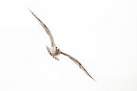 zeemeeuw vangt scholletje