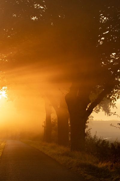 In Flammen, schönes Morgenlicht zwischen den Bäumen von KB Design & Photography (Karen Brouwer)