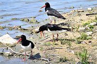 Oystercatcher in the Dinkel