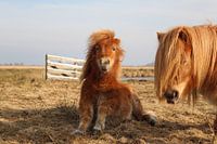 Shetlander merrie en veulen