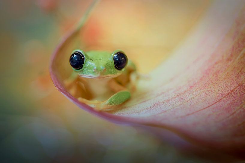 So süß von Henk Meeuwes