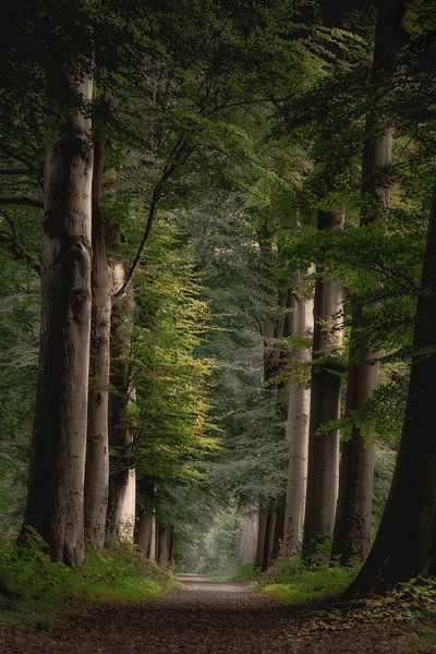Heilooerbos von Karel Ton