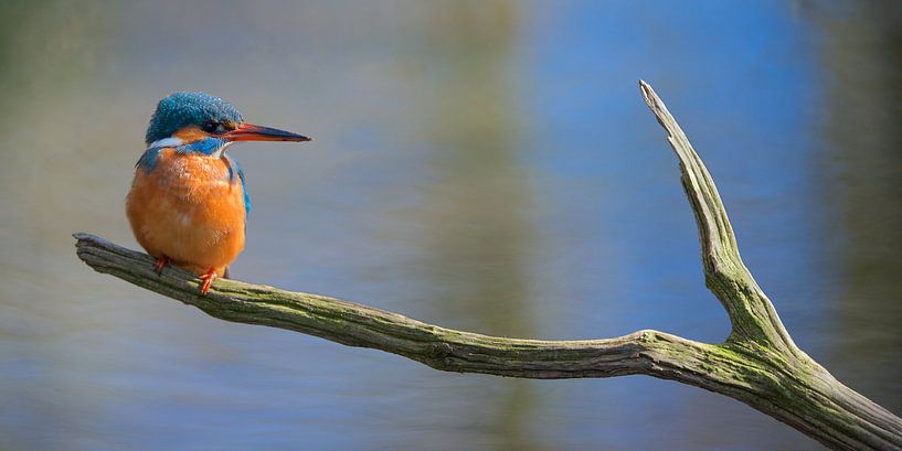 Kingfisher by Kingfisher.photo - Corné van Oosterhout