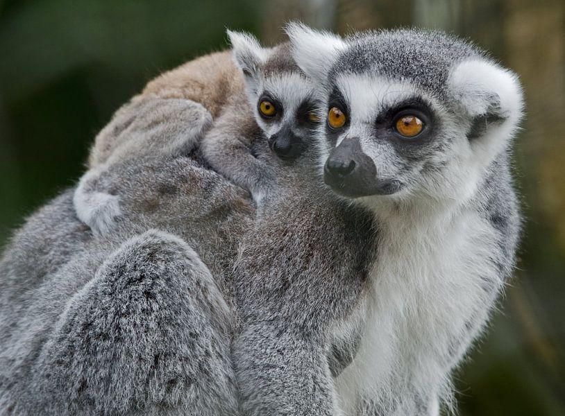 Lief stel. von Karin Tebes