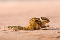 Squirrel At Taj Mahal India
