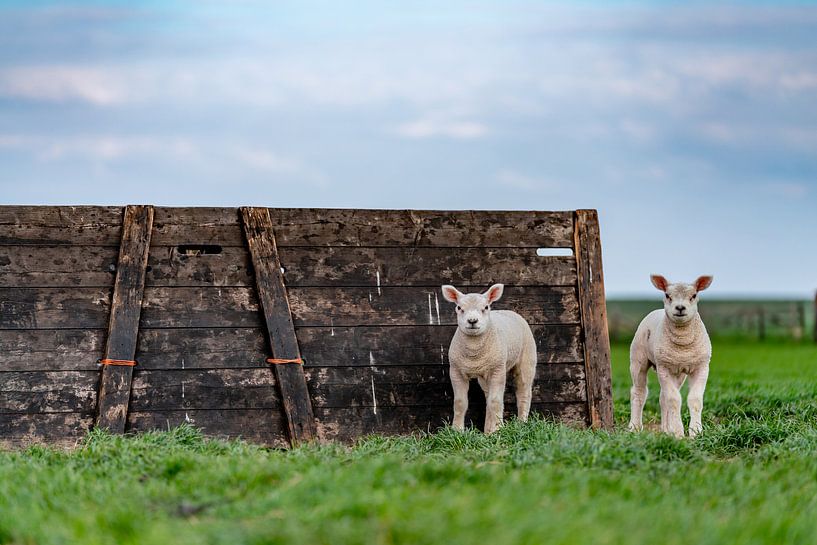 Curieux agneaux sur Texel par Texel360Fotografie Richard Heerschap
