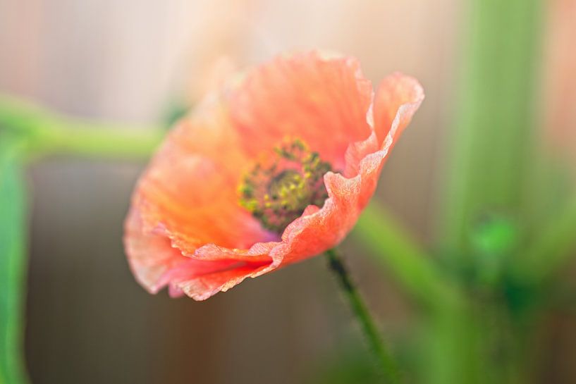 Foggy Poppy by Mariska de Jonge