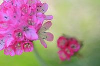 Green And Pink combined