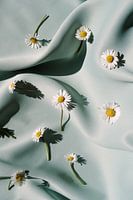 Modernes Stillleben mit Gänseblümchen aus dem eigenen Garten