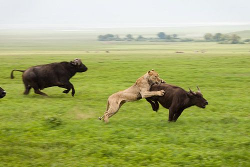 Hoe een leeuw een buffel vangt von Stephan Spelde