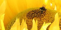 bij op gele zonnebloem