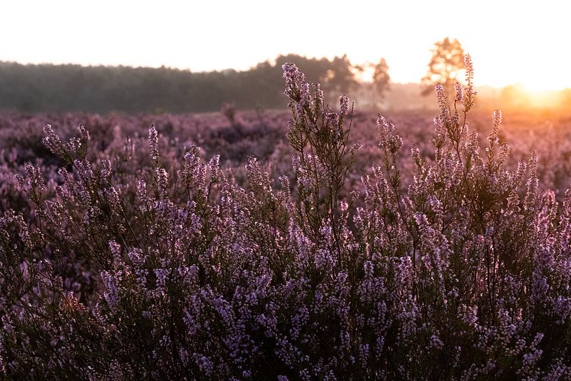 Lever du soleil par Lieke Roodbol