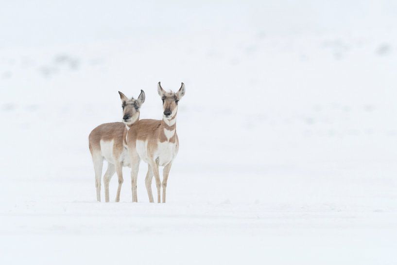 Pronghorns ( Antilocapra americana ) two females in winter, in blowing snow, waiting, watching , Yel by wunderbare Erde