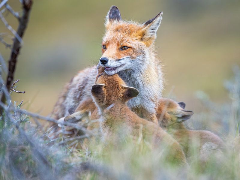 Renard avec ses petits par Dennis Janssen