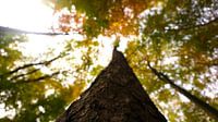 Vue de la cime des arbres dans une forêt automnale