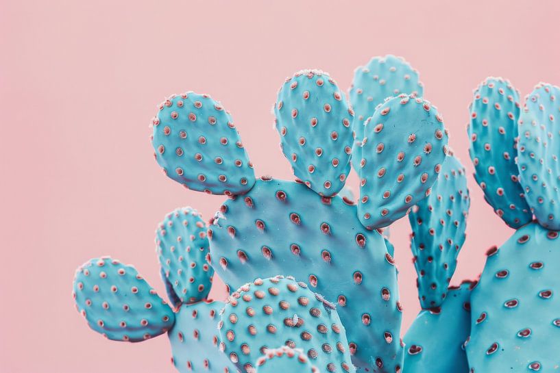 Cactus par Poster Art Shop