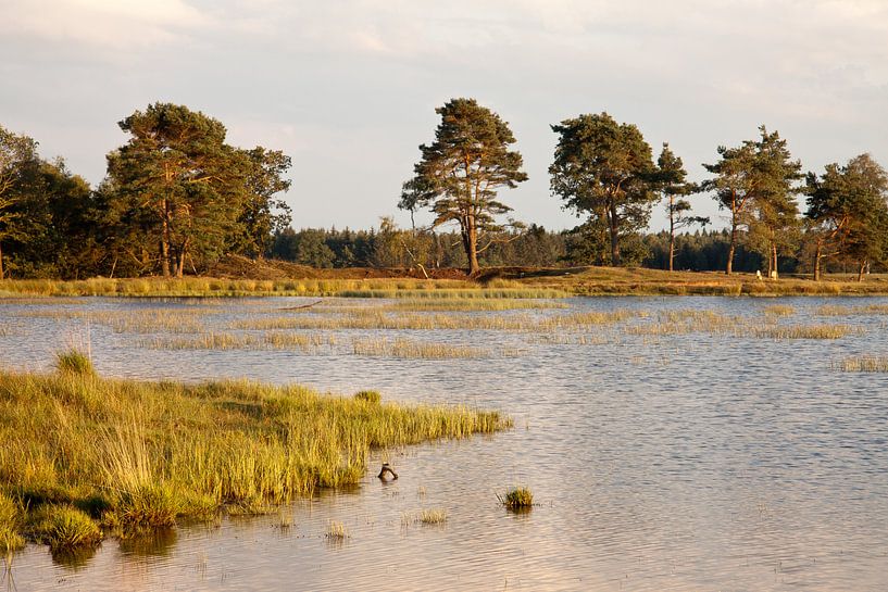 Ven in Nationaal Park Drents-Friese Wold (Appelscha) by Meindert van Dijk