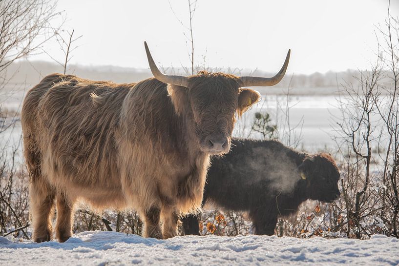Schottischer Highlander im Schnee von Ans Bastiaanssen