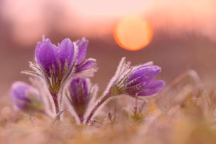 Kuhschelle von Thomas Herzog