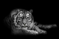 Je te vois ! (Tigre de Sibérie)